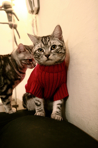 灵魂熔炉,安迪·穆雷以时光为薪,在澳网中央球场点燃不灭火焰