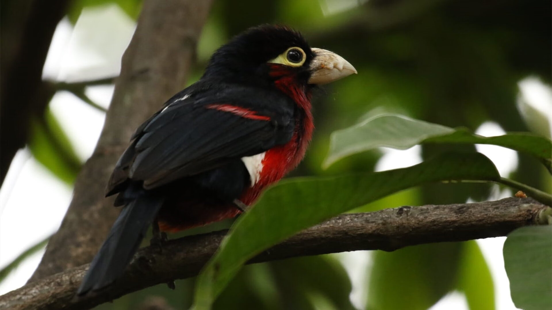 拉沃尔杯横扫联合杯,网球破壁者西西帕斯与团队赛的黄金时代