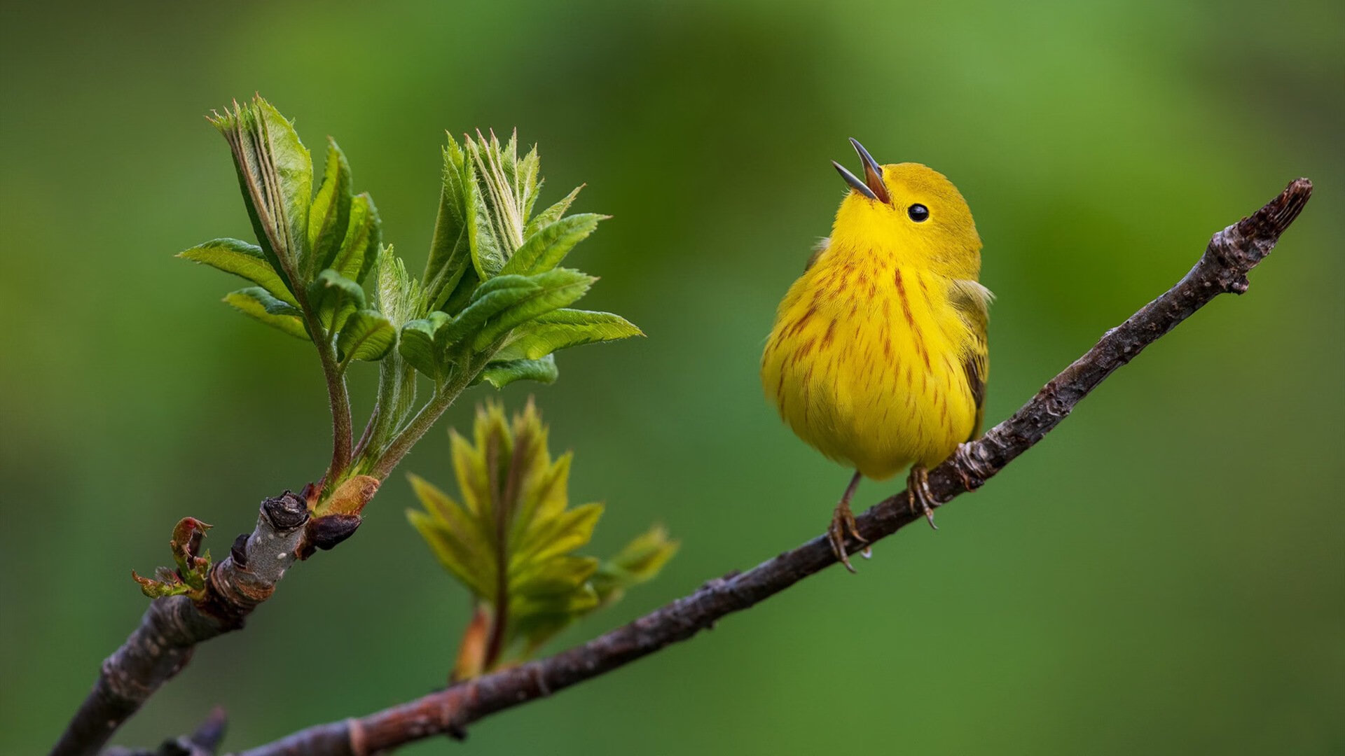 美网轻取法网?纳达尔的硬地高光与红土传奇的终极对话