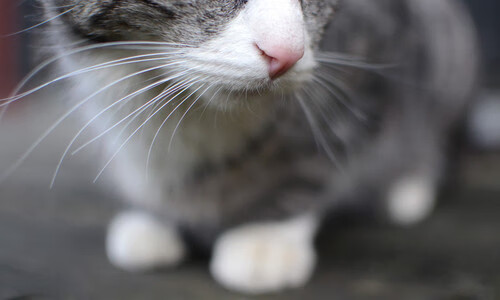 虚拟巅峰对决，深圳队惊天逆转热火，布克化身关键先生书写历史