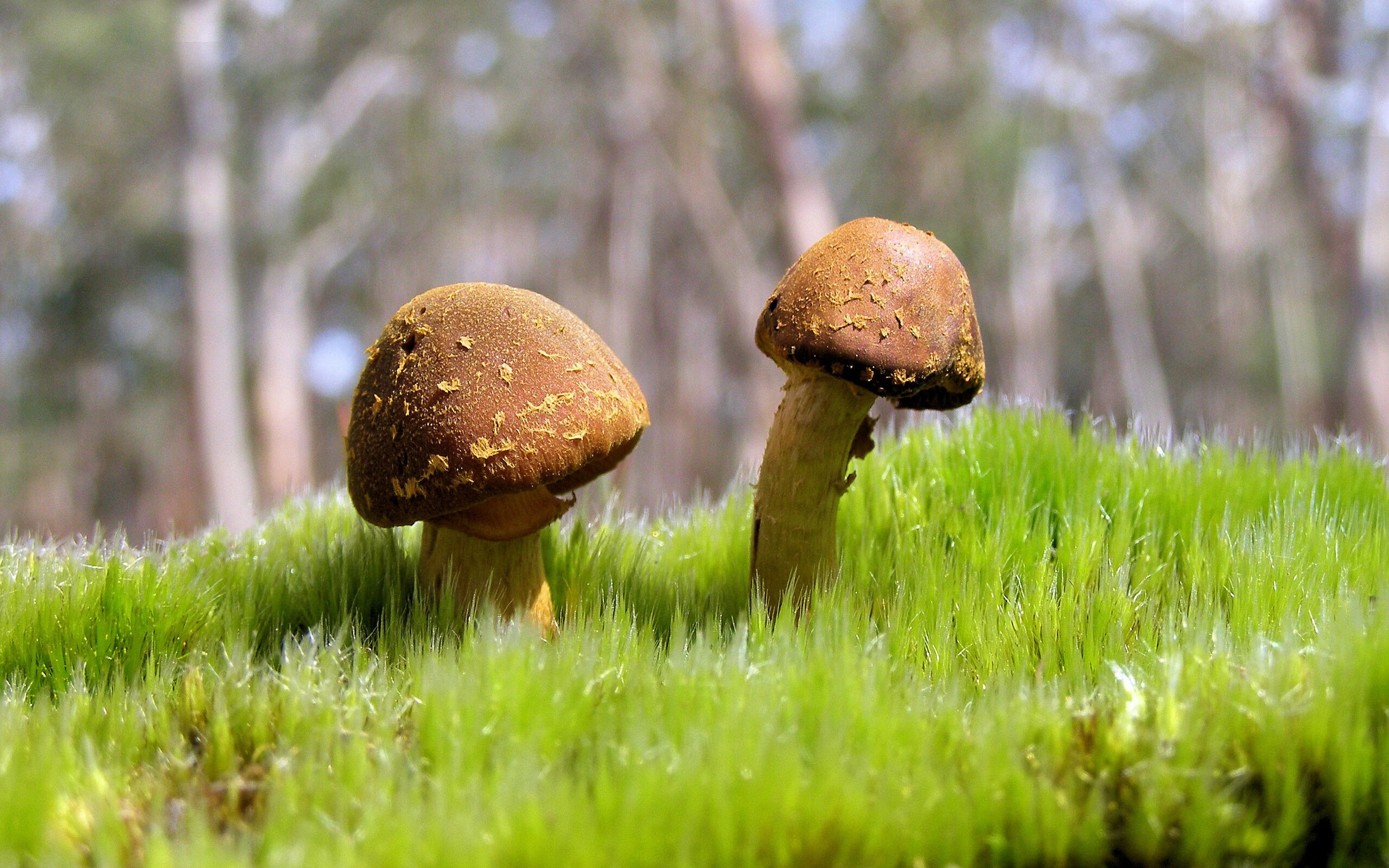 钢铁洪流停步伊斯坦布尔,一场奥运门票背后的地缘隐喻