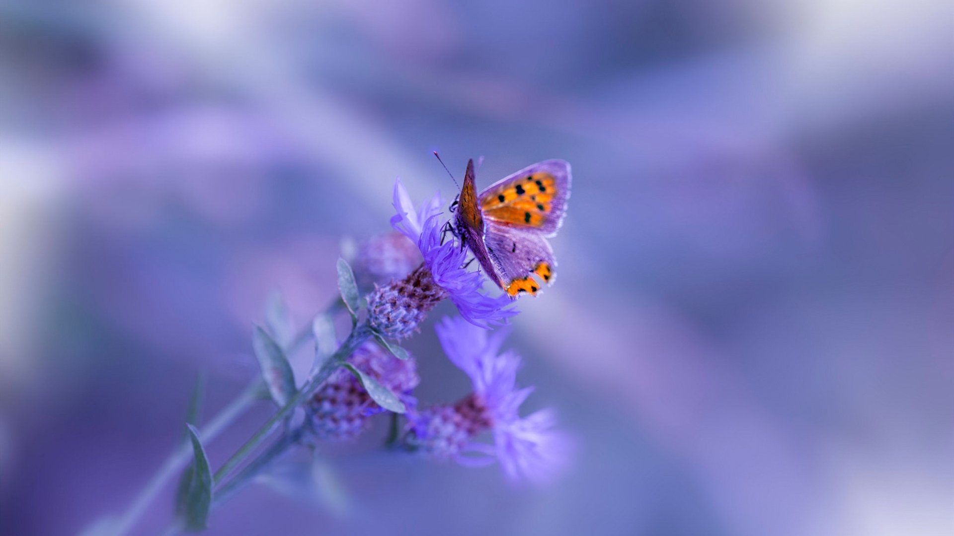 暗夜利刃，阿尔瓦雷斯的沉默与切尔西的惊雷