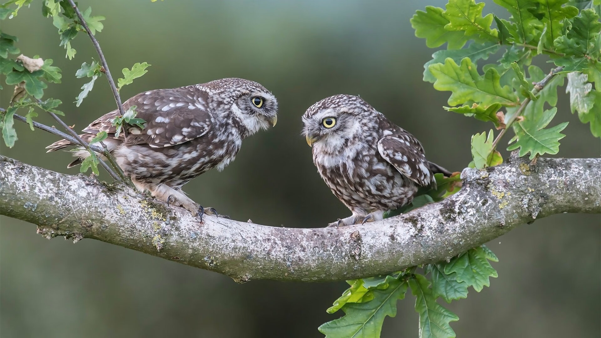 当足球铁卫闯入NBA之夜，孔德如何定义硬仗之王