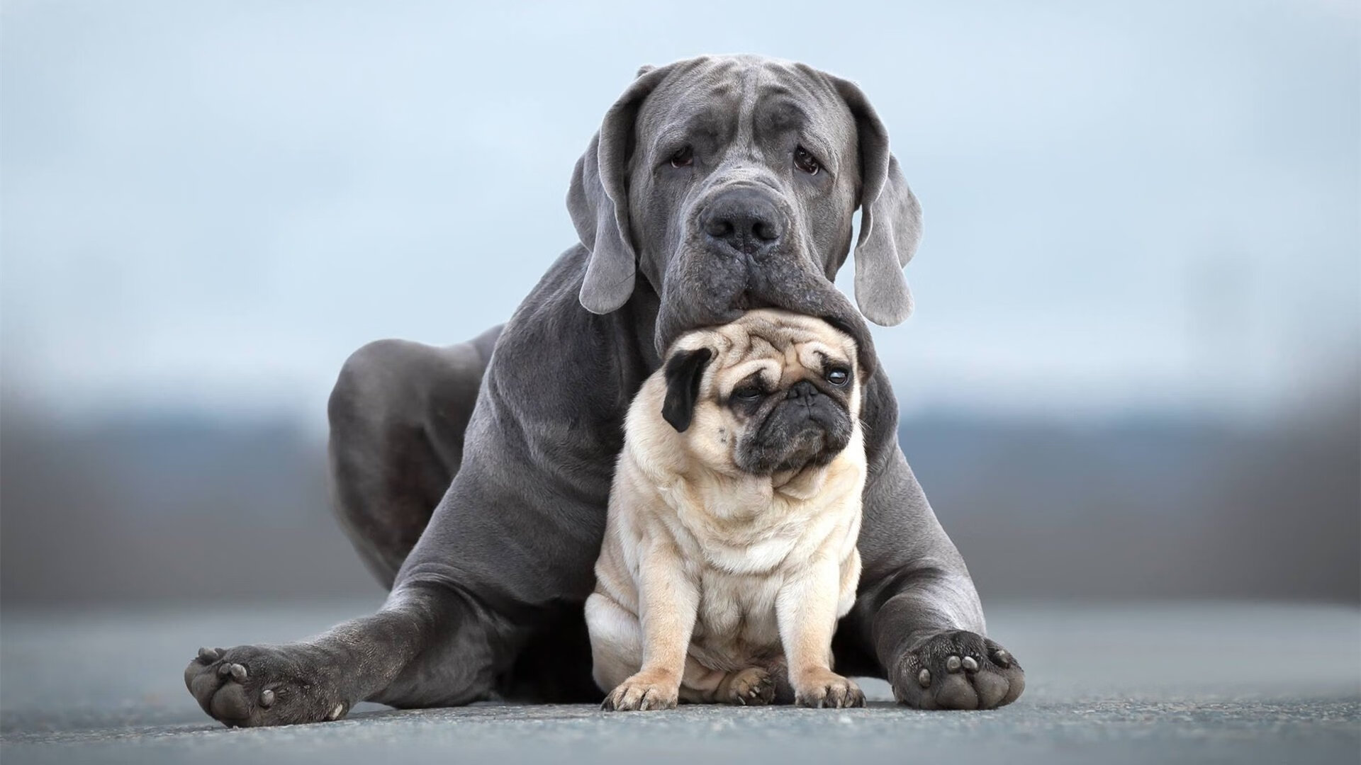 高光归于托尼,但胜利属于阿根廷
