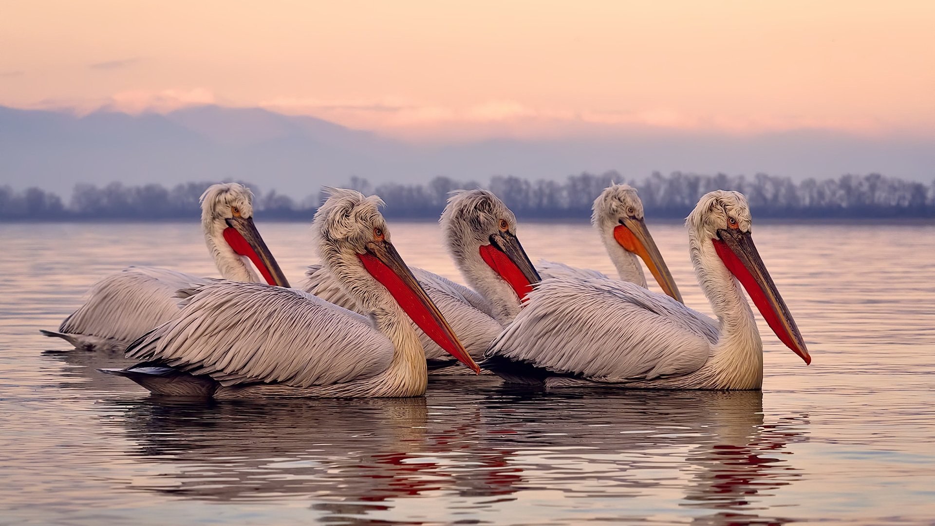 哈弗茨数据封神夜,比利时之刃刺穿马赛神话