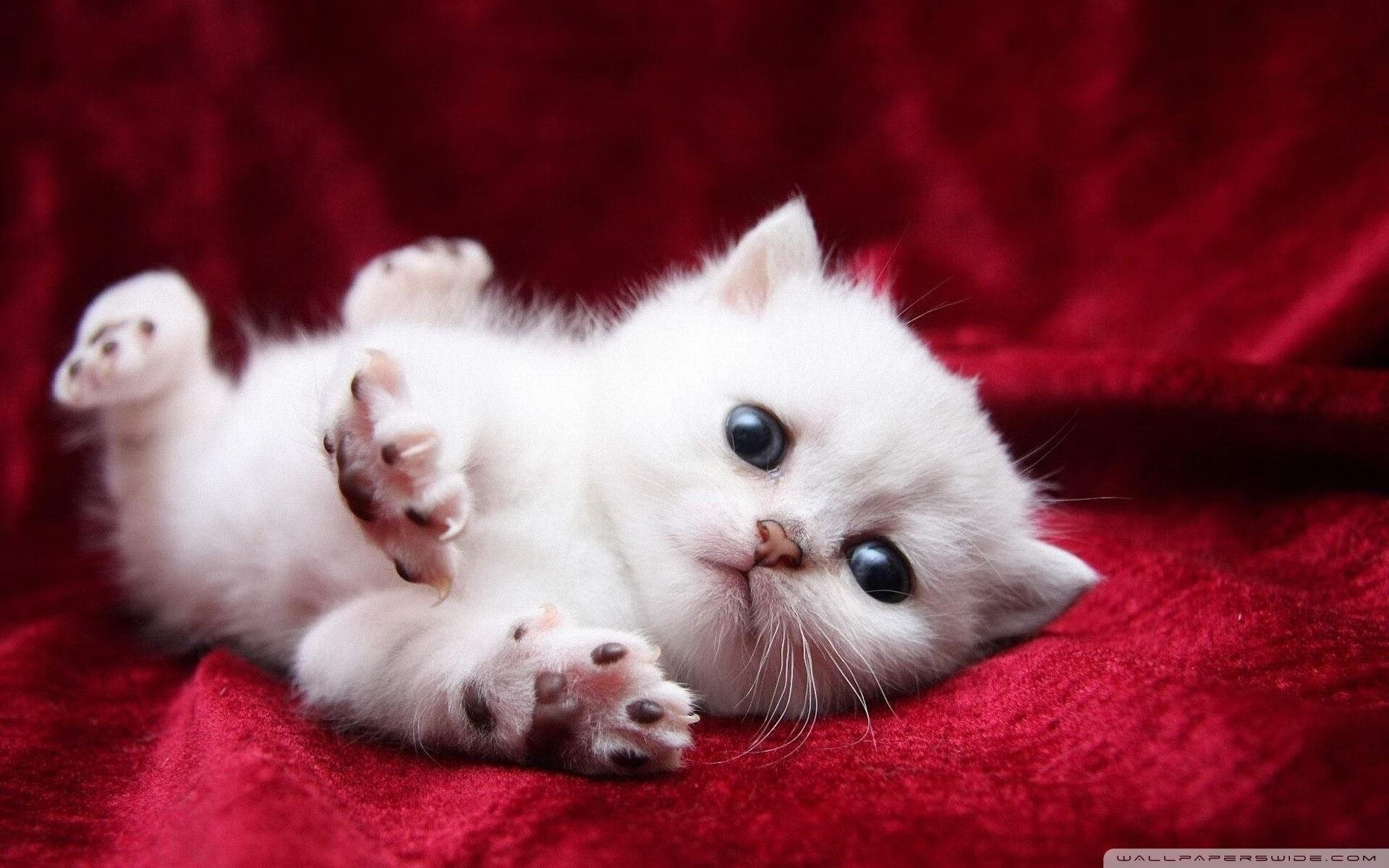 跨界奇迹，多特蒙德足球征服英格兰，哈兰德闪电降临F1揭幕战称王