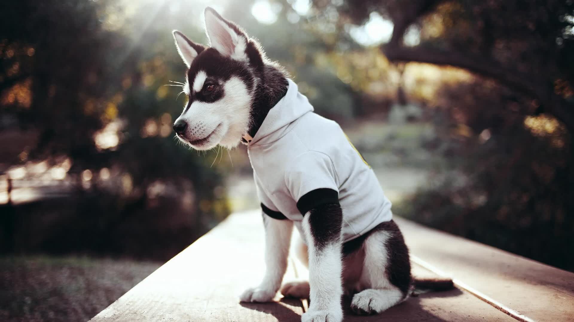 爱游戏官方入口-黑色闪电撕破红白防线，布雷默硬仗之王如何让加纳拿下摩纳哥