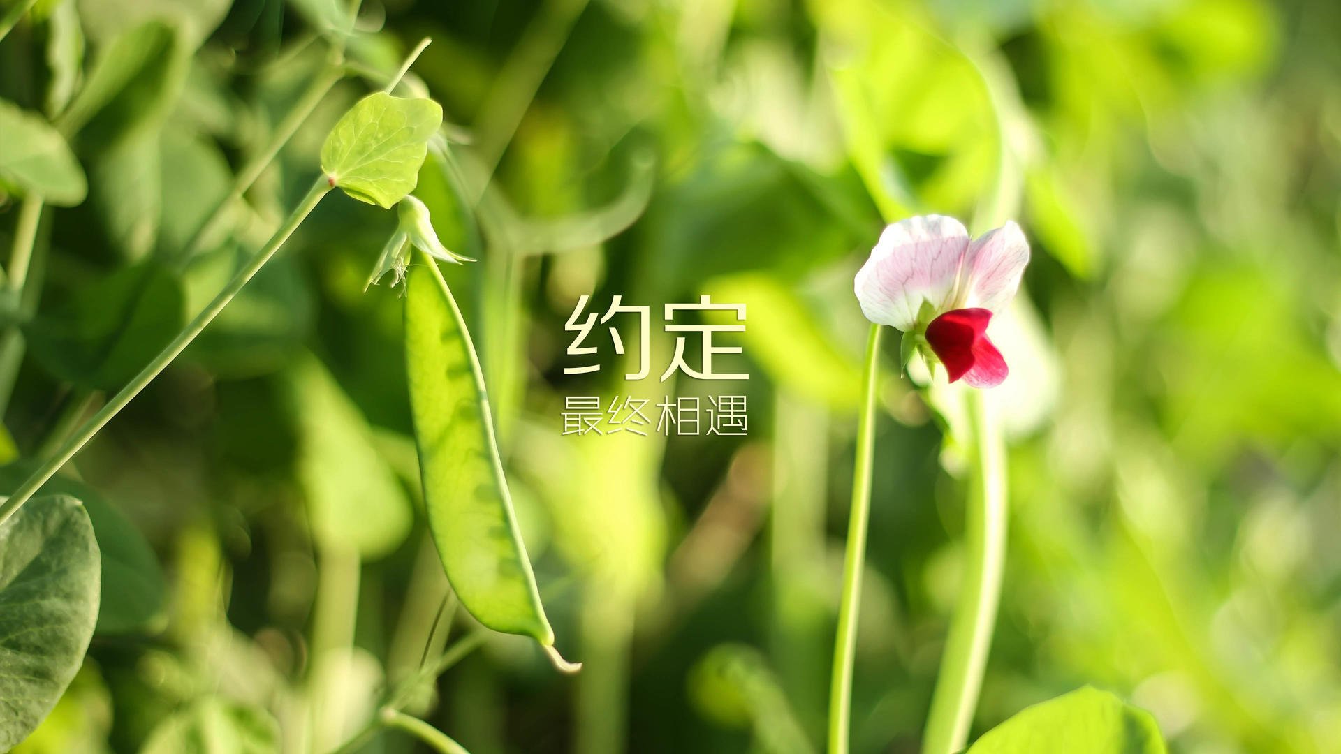 烈日下的唯一答案,2026世界杯E组,格列兹曼用一瞬定义永恒