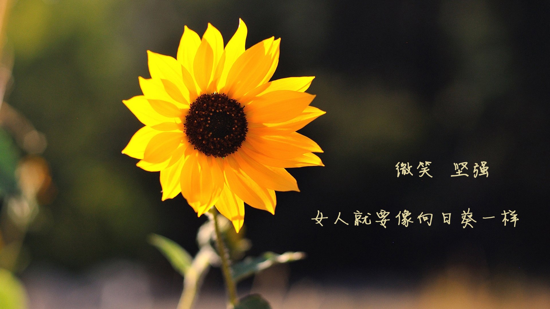 北极冰风暴席卷美利坚，2026世界杯G组关键战，挪威高压战术压制美国，巴雷拉中场大师级表现定乾坤